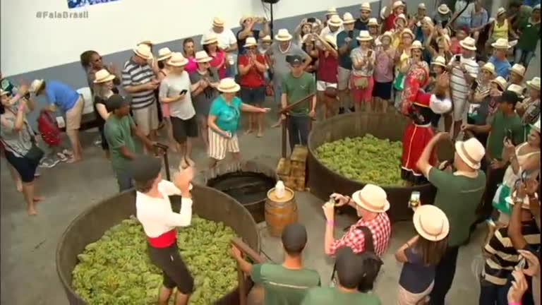 Vídeo: Vinícolas do interior de SP convidam visitantes para a pisa da uva