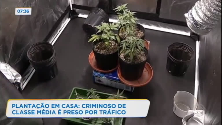 Vídeo: Jovem de classe média é preso com plantação de maconha em casa