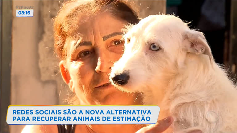 Vídeo: Donos de animais perdidos recorrem às redes sociais