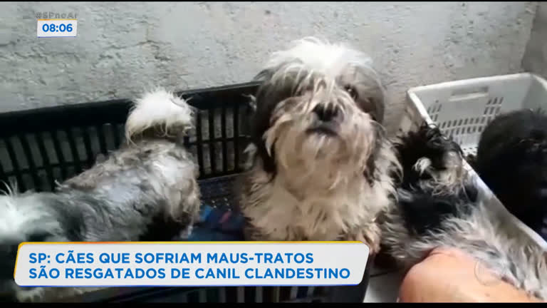 Vídeo: Cães vítimas de maus-tratos são salvos de canil clandestino