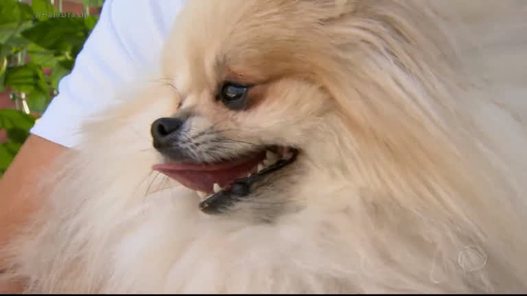 Vídeo: Cães ajudam donos a saírem do sedentarismo, revela pesquisa