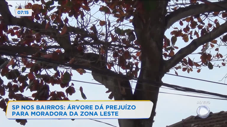 Vídeo: SP nos Bairros: árvore dá prejuízo para moradora da zona leste