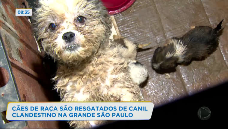 Vídeo: Cães são resgatados de canil clandestino em Diadema (SP)