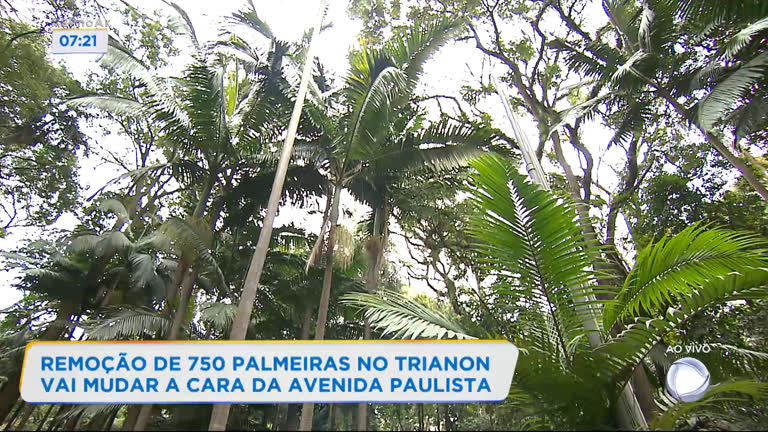 Vídeo: 700 palmeiras serão removidas do parque Trianon, em SP