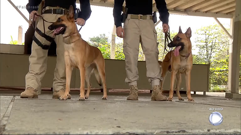 Vídeo: Saiba como é o treinamento dos cães farejadores