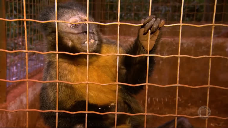 Vídeo: Fogo ameaça centro de recuperação de animais do Ibama