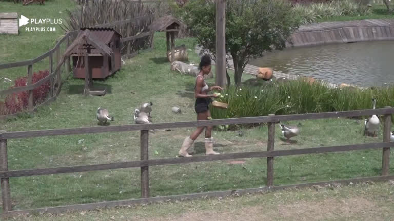 Vídeo: Sabrina Paiva cuida dos gansos em tarefa matinal na sede