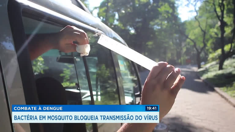 Vídeo: Prefeitura de BH vai infectar mosquitos para combater a dengue