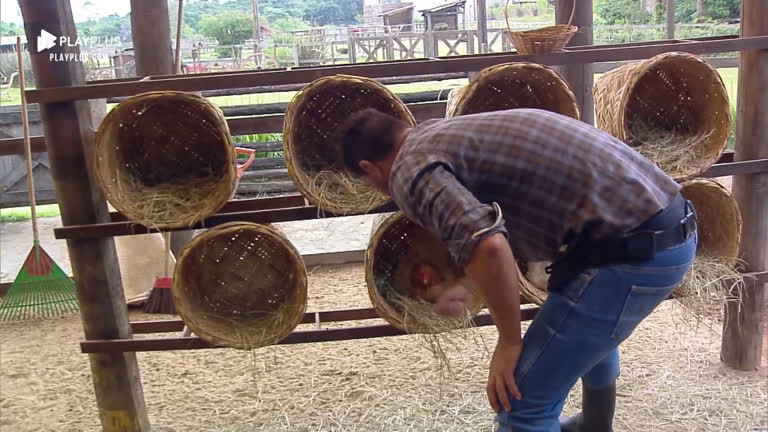 Vídeo: Rodrigo Phavanello coleta ovos das galinhas e limpa galinheiro