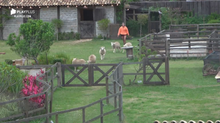Vídeo: Hari Almeida acorda cedo para cuidar das ovelhas da sede