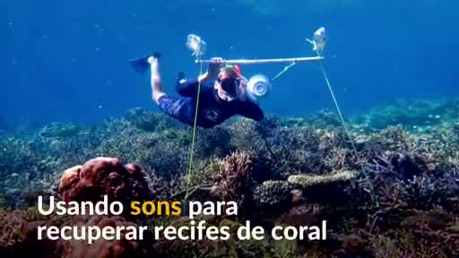 Vídeo: Acústica subaquática pode ajudar na restauração dos recifes de coral