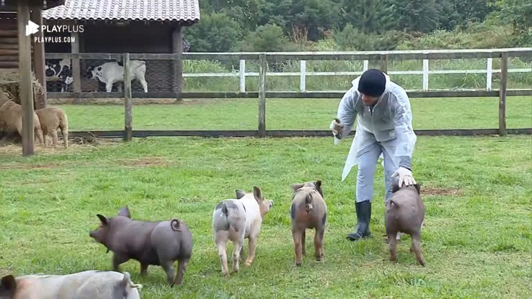 Vídeo: Lucas Viana limpa chiqueiro e tem dificuldade com os porcos