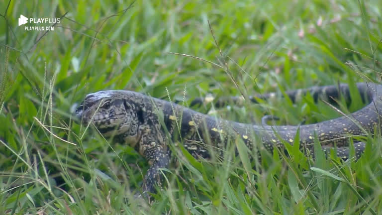 Vídeo: Diego Grossi se surpreende com visita de lagarto no jardim