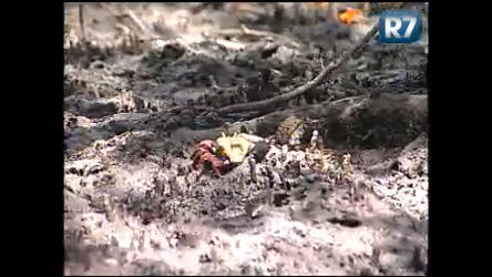 Vídeo: Catadores incentivam a preservação do caranguejo-uçá em Vitória (ES)