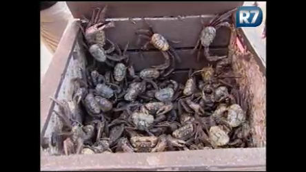 Vídeo: Fiscais apreendem duas toneladas de caranguejo em época proibida para venda no PA 