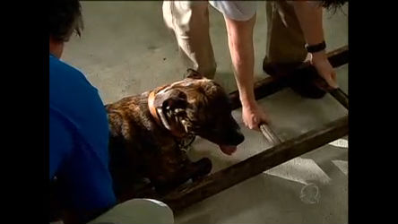 Vídeo: Dr. Pet trata pit bull que tem pavor de fogos de artifício