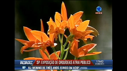 Vídeo: Orquídeas são produzidas com cheiro  de chocolate