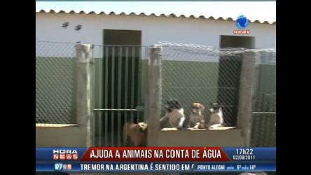 Vídeo: Contas de água e luz em Américo Brasiliense (SP) podem ajudar animais abandonados