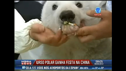 Vídeo: Urso polar ganha festa na China