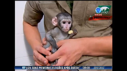 Vídeo: Veterinário carioca adota filhote de macaco que perdeu a mãe