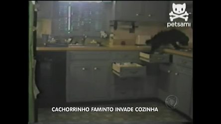 Vídeo: Cachorro faminto invade cozinha à procura de comida