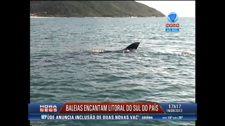 Vídeo: Monitoramento vê 103 baleias no litoral de Santa Catarina