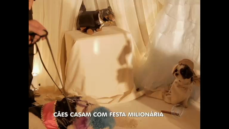 Vídeo: Socialite americana promove o casamento mais caro do mundo para cães