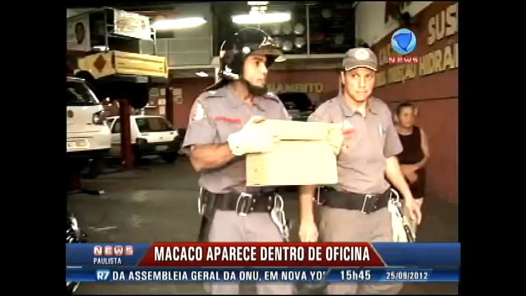 Vídeo: Macaco assusta clientes de uma oficina mecânica em Ribeirão Preto (SP)
