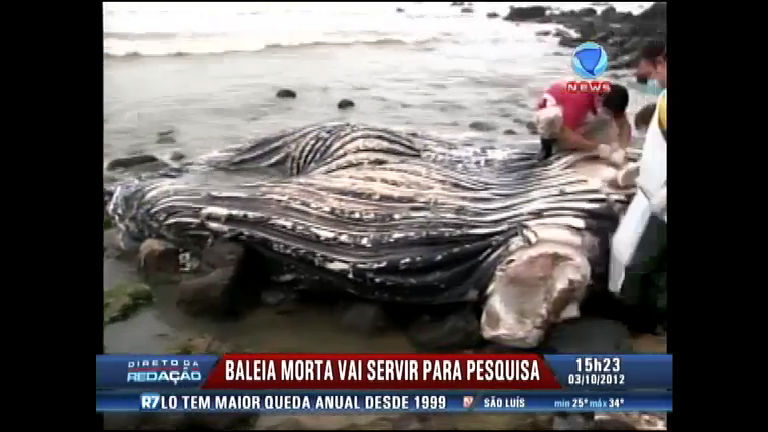 Vídeo: Baleia encalhada no litoral de SC é removida e servirá para pesquisa