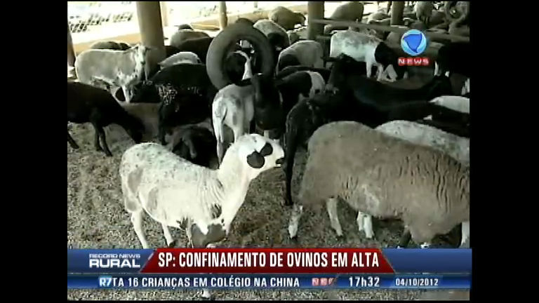 Vídeo: SP: confinamento de ovelhas está em alto no mercado rural