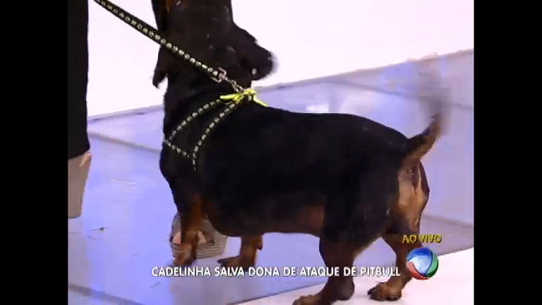 Vídeo: Conheça a história da cadelinha que salvou a dona do ataque de um pit bull