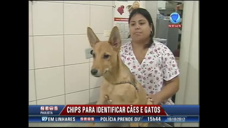 Vídeo: Cachorros e gatos recebem chips de identificação em Santos (SP)