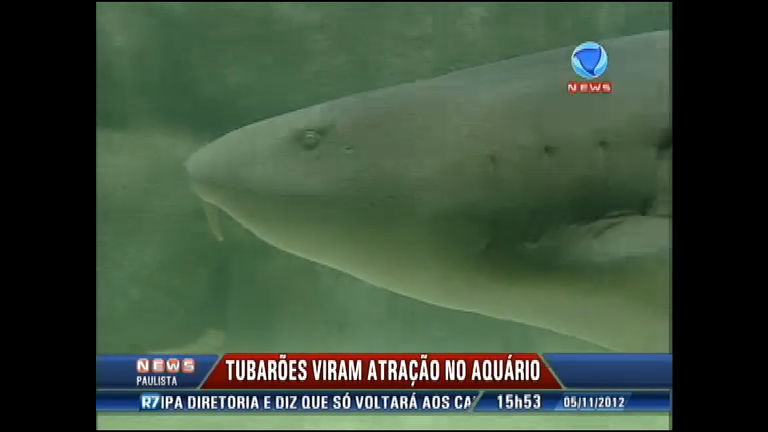 Vídeo: Aquário de Santos recebe novos moradores: os tubarões lixa