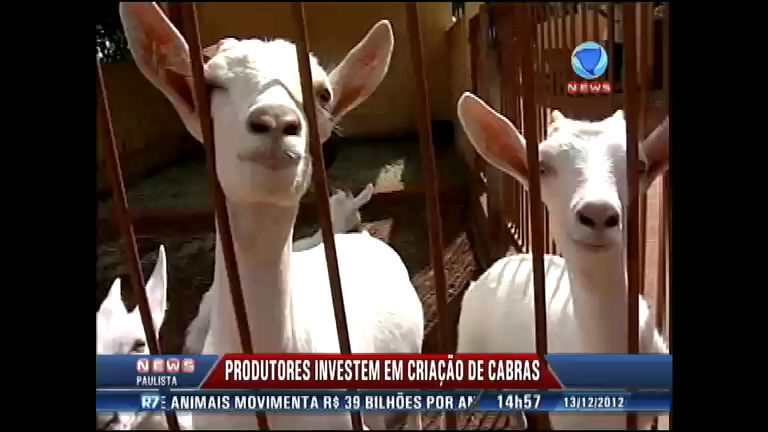 Vídeo: Produtores investem em criação de cabras no interior de São Paulo