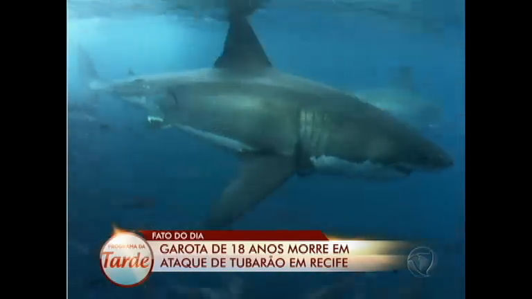 Vídeo: Construção de porto em Recife (PE) pode ter relação direta com ataques de tubarões