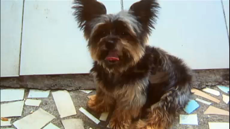 Vídeo: Cadê Cadinho? Cachorro cardíaco desaparece em São Paulo