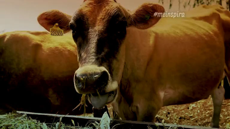 Vídeo: Projeto de agropecuária familiar dobra produção de leite no Mato Grosso do Sul