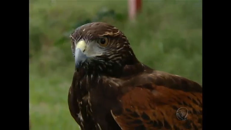Vídeo: Falcões treinados afastam aves menores do aeroporto de Porto Alegre (RS)