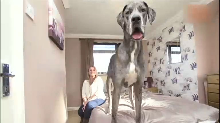 Vídeo: Maior cão da Inglaterra impressiona pelo seu jeito brincalhão
