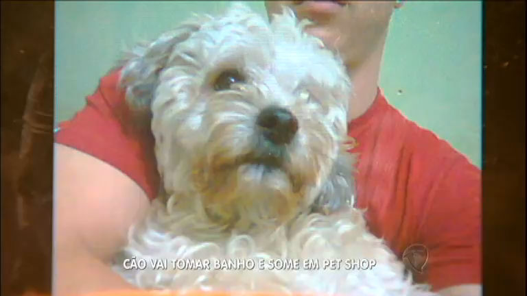 Vídeo: Cão desaparece de pet shop e deixa família desesperada
