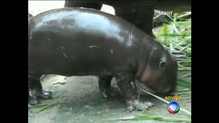 Vídeo: Raro filhote de hipopótamo ameaçado de extinção nasce em zoo na Tailândia