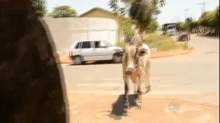 Peão brasileiro morre após ser pisoteado por touro em rodeio nos EUA -  RecordTV - R7 Balanço Geral