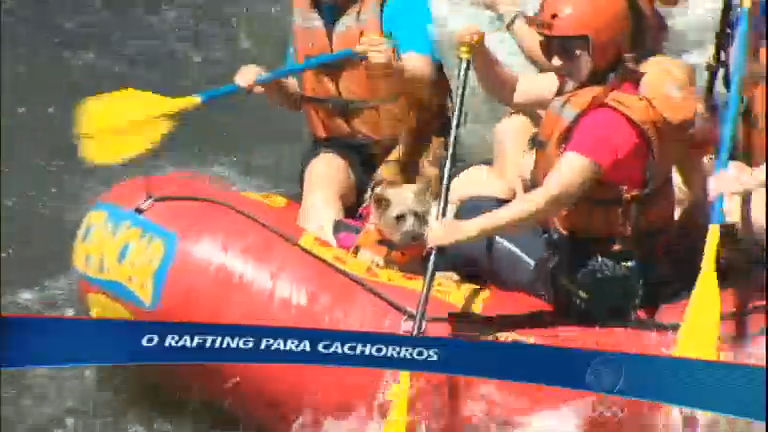 Vídeo: Rafting para cachorros? Cães também curtem esporte radical