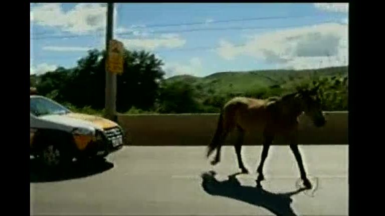 Vídeo: Cavalo passeia na BR-116 e dá trabalho para motoristas