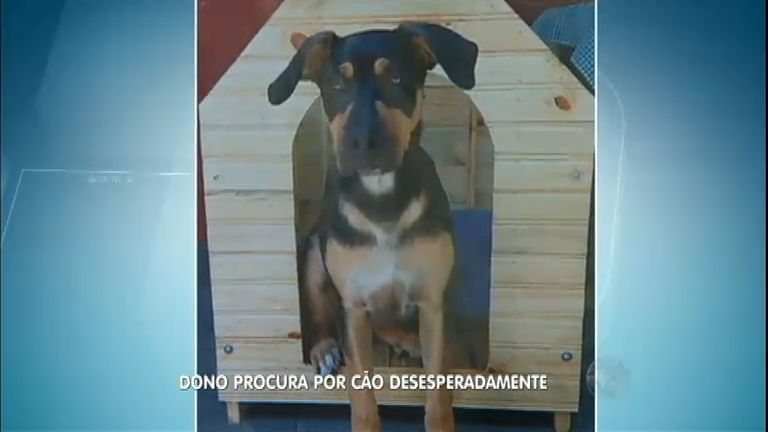 Vídeo: Publicitário oferece recompensa para quem encontrar cãozinho desaparecido