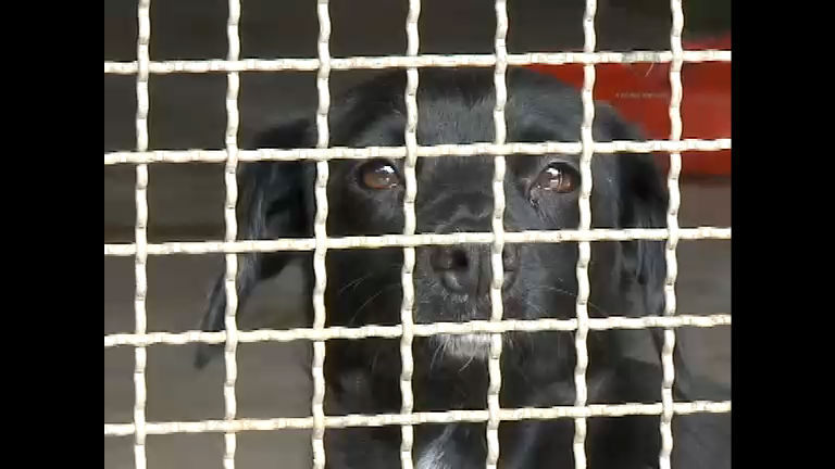 Vídeo: Ressoar aborda a doação de animais; confira na íntegra