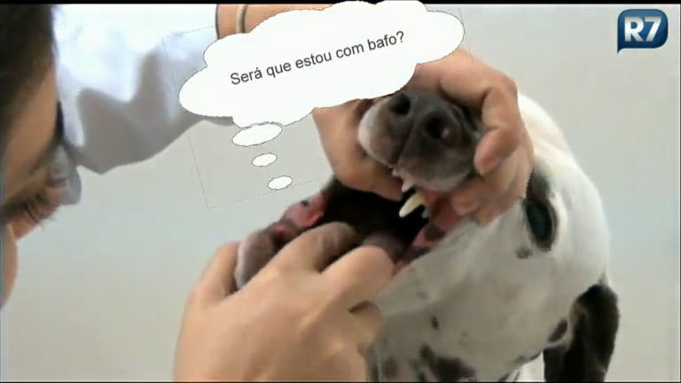 Vídeo: Patas ao Alto: Cadela blogueira visita um dentista para cachorros