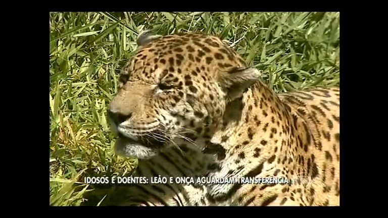 Vídeo: Animais doentes do Zoológico de Brasília esperam possível transferência para santuário ecológico