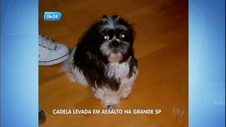 Vídeo: Cachorra continua desaparecida após ser roubada durante assalto em São Paulo