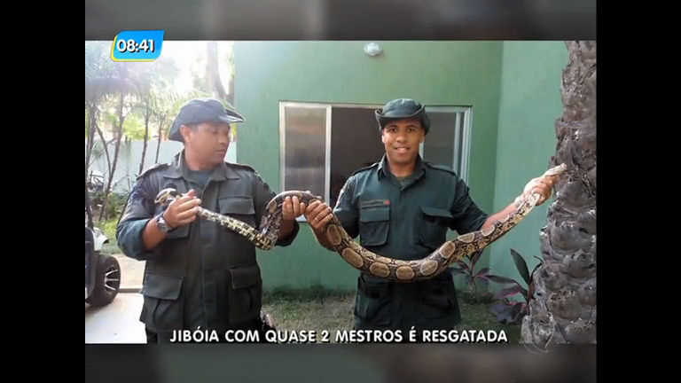 Vídeo: Jibóia de 2 metros é encontrada no quintal de casa em Niterói